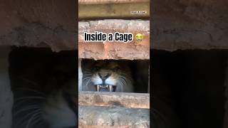 Angry Lion 🦁 inside a Cage #lion