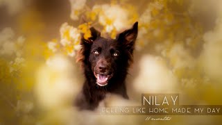 Nilay - 11 months Border Collie  FEELING LIKE HOME