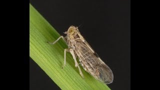বিপিএইচ