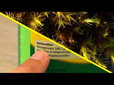 Awakening moss with acid?!?