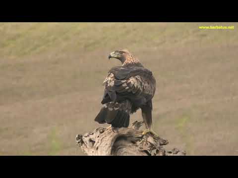 AGUILA REAL | GOLDEN EAGLE | Aquila chrysaetos