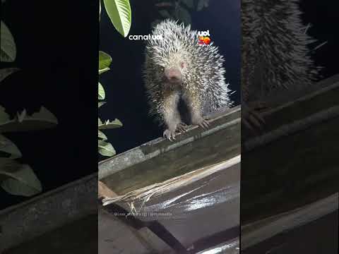 Susto na madrugada: Morador investiga barulho em casa e flagra ouriço no telhado
