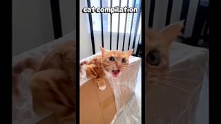 funny cat #cat #funny #fyp #fypシ #india #cats #youtubeshorts #ytshorts #catvideos #catshorts #cute