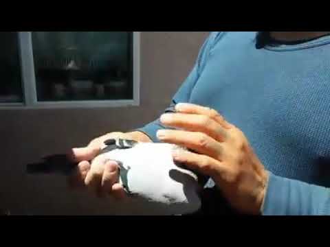 MACHO JANSSEN 019-VAN LOON- 05- AU-2018-JEDDS-# 27123