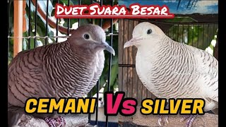 Download lagu Duet Perkutut Suara Besar,Cemani Vs Silver mp3 Download lagu Duet Perkutut Suara Besar,Cemani Vs Silver mp3