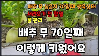 김장배추 무 심은지 70일째  영하로 떨어지기 전에 할일~ #배추재배 #배추키우기 #무재배 #무키우기 #무물…