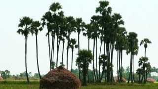 A Village in Andhra Pradesh