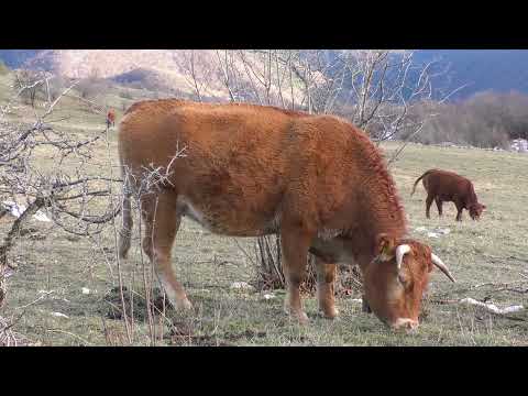 -Limuzin pasmina goveda u sistemu krava -tele kod Ilije Piljića u Šipovu -