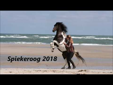 Anna & Speedy - Insel 2018