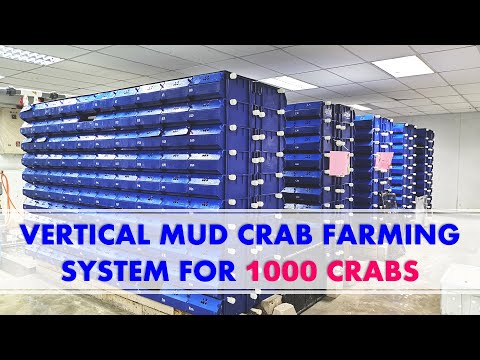 Vertical Mud Crab Farming System For 1000 Crabs With Its Own Water Treatment System