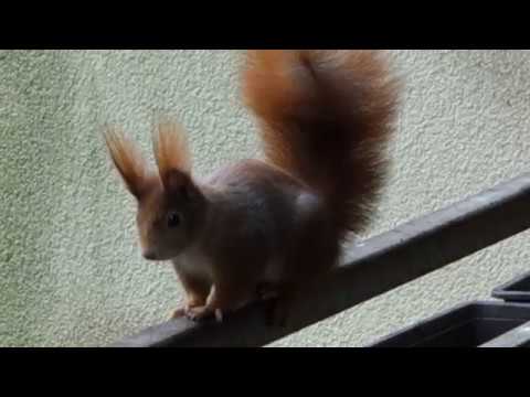 Schimpfendes Eichhörnchen kommt nicht an die Nüsse
