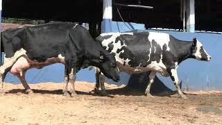 Vídeo 48 - 1ª ETAPA MEGA LIQUIDAÇÃO TOTAL AGROPECUÁRIA MARAJOARA - DIA 4 | GADO GIROLANDO E HOLANDÊS
