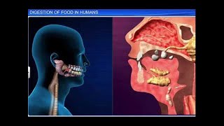 CBSE Class 11 Biology || Digestion of Food