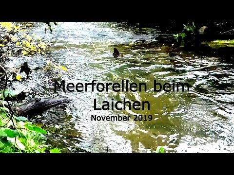 Meerforellen laichen in der Au
