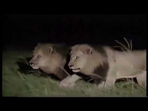 Leões Irmãos / Brother Lions- Mandevu & Ntwadumela (1992).