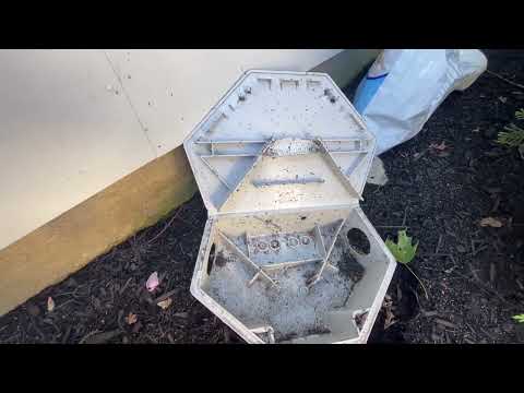 Colony of Ants Found in the Rodent Bait Station in Bound Brook, NJ