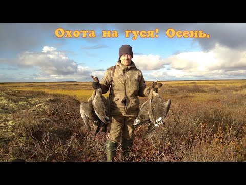 Охота на гуся! Осень.
