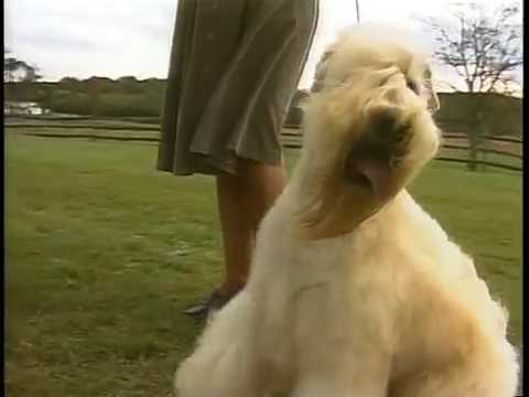 Soft Coated Wheaten Terrier breed video