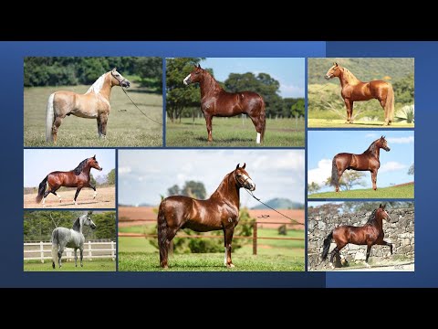 8 MELHORES REPRODUTORES DE MARCHA BATIDA DO MANGALARGA MARCHADOR DE 2022