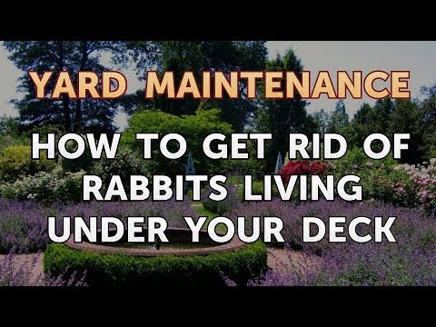 YouTube video about: How to get a rabbit out from under a deck?
