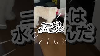 エマの怖いもの #ドゥードゥル #いぬとの暮らし #大型犬
