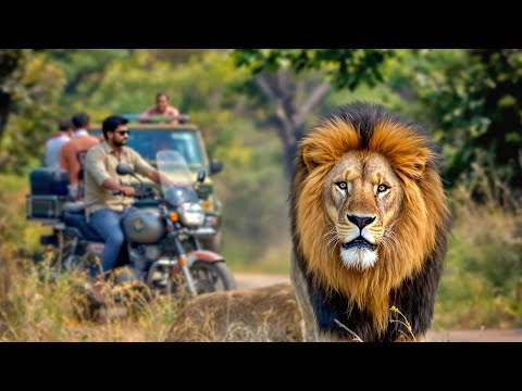 Gir Lions: The Pride of Gujarat | Short Documentary (English Subtitles)| 4k