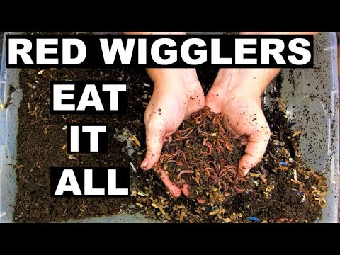 Proving Red Wigglers can EAT Anything