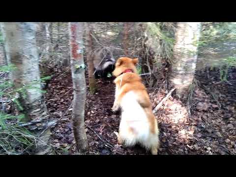 Finnish Spitz finds a surprise on a walk