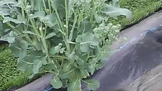 花畑で野菜を見てみた1
