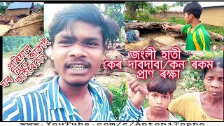 October7 হাতী চে‌ কন' ৰকম প্ৰাণ ৰক্ষা //  Elephant Attack on Bagan Quarter //Antoni Topno