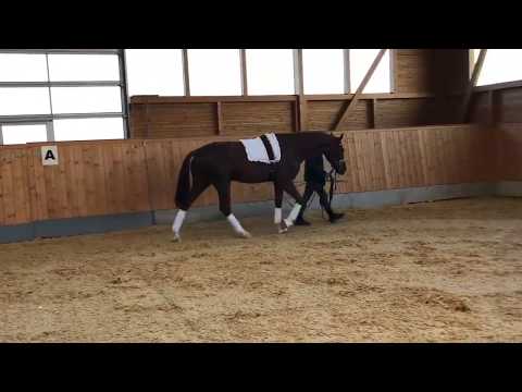 Hannoveraner Hengst v. Sezuan - Fürst Heinrich, *2017