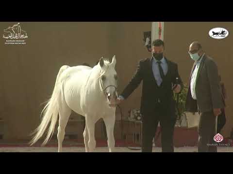 N 51 ASSAD AL SHAQAB   1st Bahrain Straight Egyptian Show 2021   Stallions 7+ Years Old Class 9