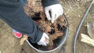 Green's DIY cremation and how to