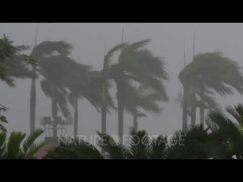 Palm Trees Blasted By Strong Typhoon Winds