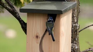 Top tips for putting up a nest box in your garden