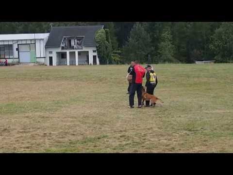 Vigie de Alphaville Bohemia