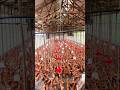 The Biggest Poultry Farms In Uganda
