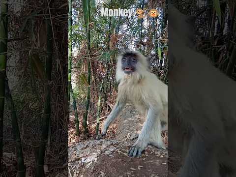 MONKEY Angry Sound
