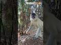 MONKEY Angry Sound