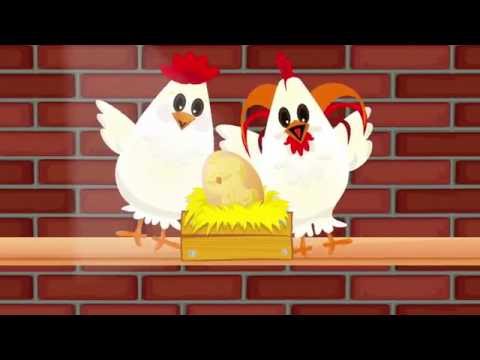El Pollito Lito video