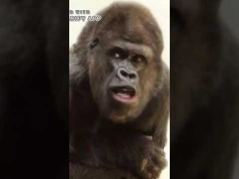 ターザンのゴリラの名前は何ですか?