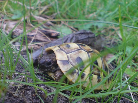 Griechische Landschildkröten artgerecht pflegen