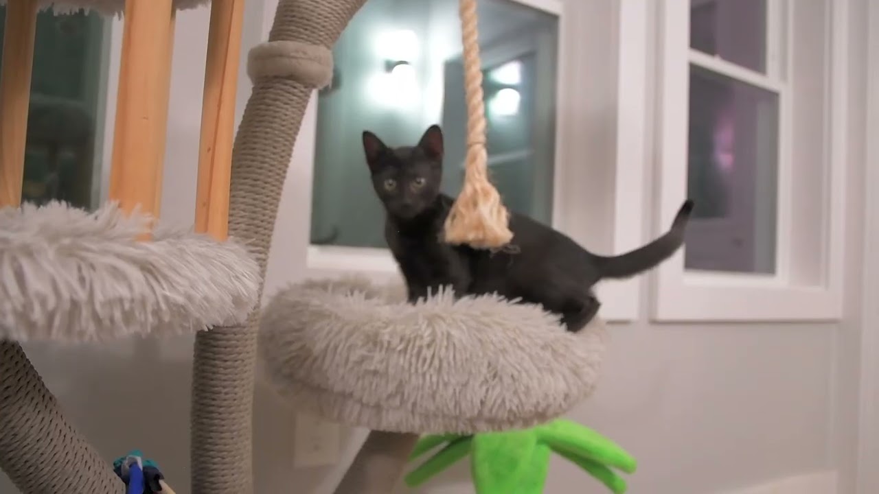 Satin lacy k, a Adoptable Domestic Short Hair in Natick, MA video 6/6