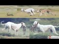 Greyhound Vs Rabbit Race 2023 Season Hare Coursing