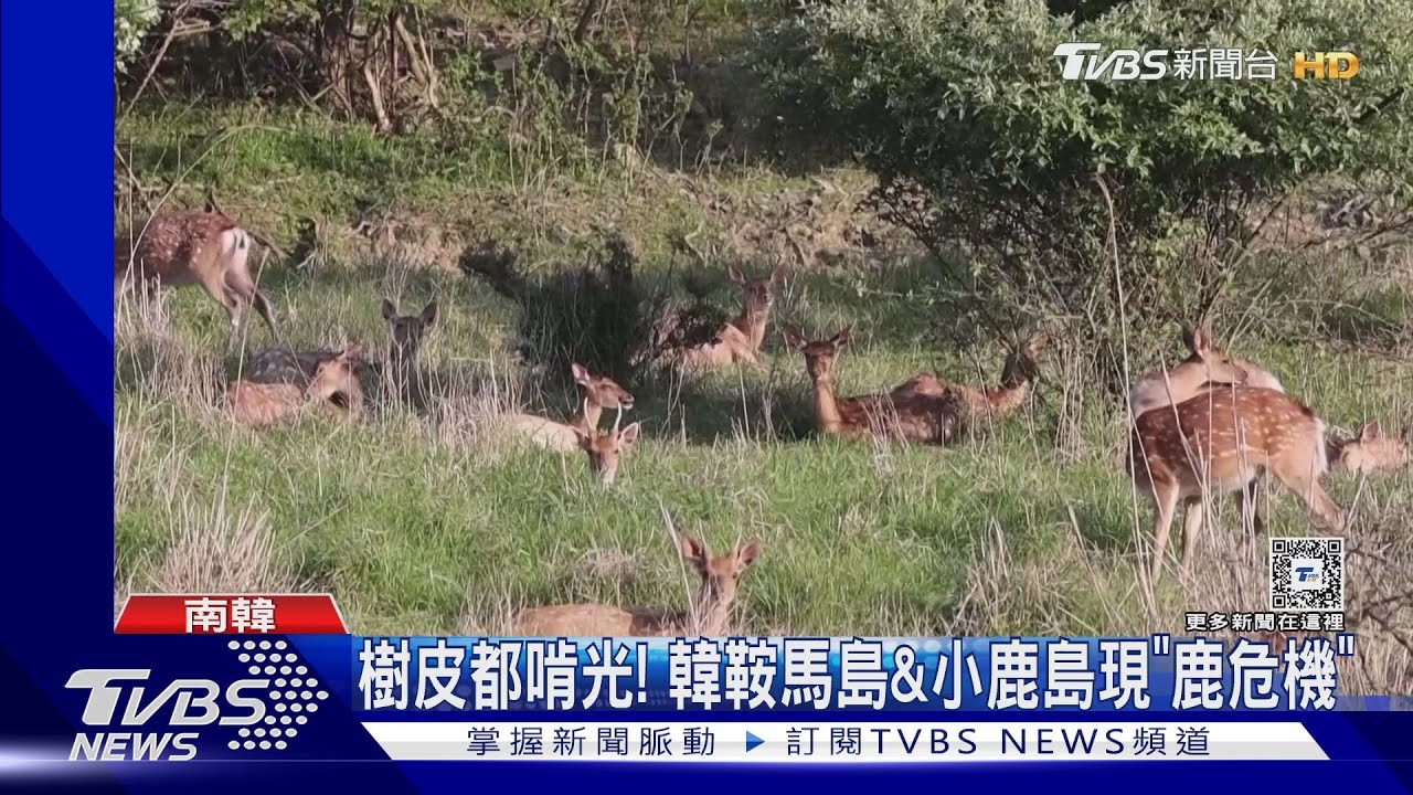 比人多5倍、樹皮都啃光 韓鞍馬島&小鹿島有「鹿危機」