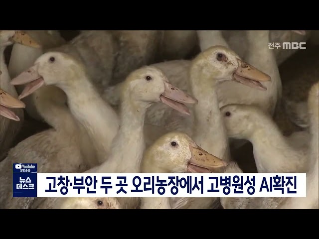 고창과 부안 오리농장 고병원성AI 확진