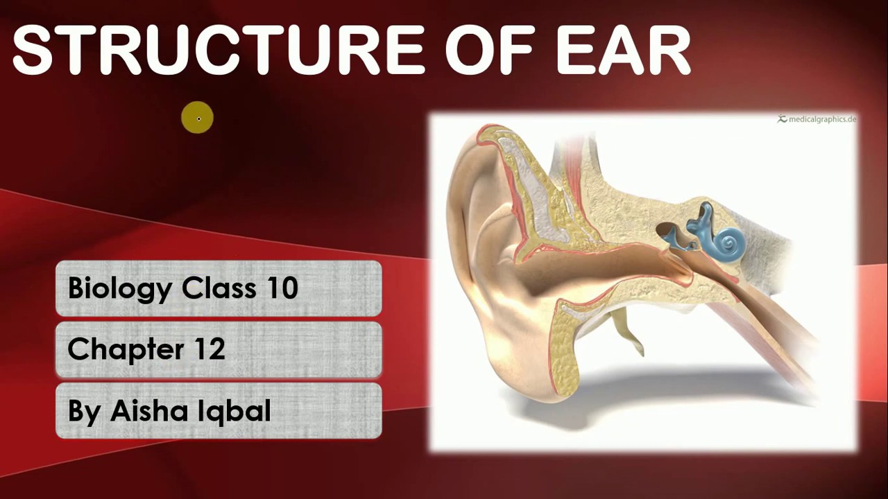Structure of Human Ear