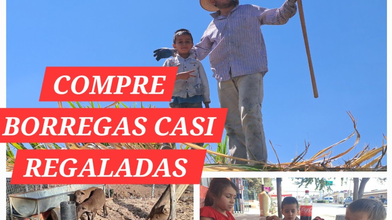🐑💸💵COMPRE UNAS BORREGAS🐑 CASI REGALADAS,CUANDO FUIMOS A TRAER PUNTA DE CAÑA.💸💵