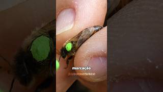 Por que a abelha rainha é marcada com uma caneta? 🤔 #curiosidades #fatoscuriosos #shorts