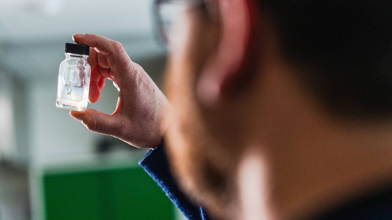 Developing disease resistance in new wheat varieties